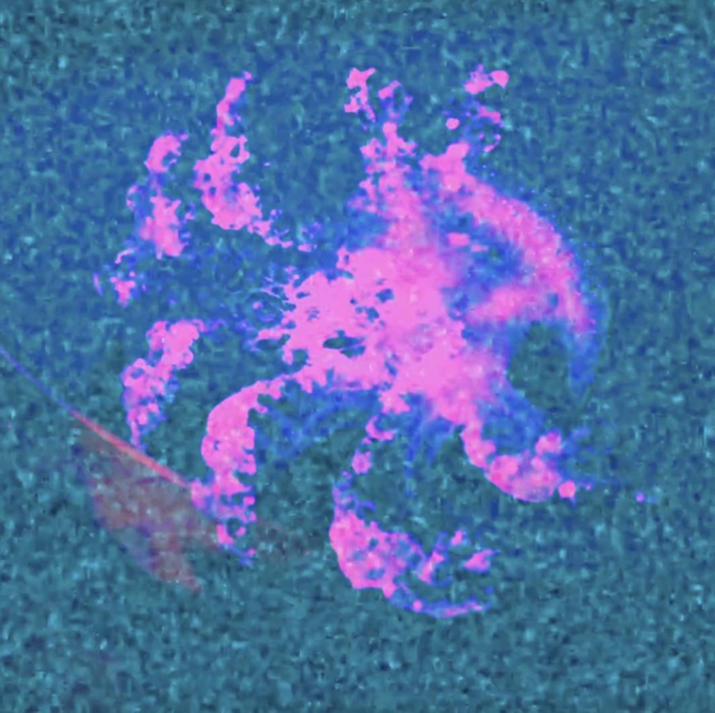 Patrick T Jenkinson dévoile “Apocalypse”, un single intense mêlant sonorités sombres, distorsions vocales et émotion brute. Entre indie rock et poésie moderne, il signe une œuvre aussi puissante que lucide